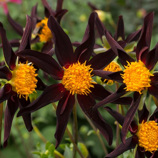 Dé nieuwe trend: Zwarte plantjes en bloemen! 10 Dahlia Honka Dark | 1 stuk | Orchideetype Dahlia | Knol | Rood | Zwart | Dahlia Knollen van Top Kwaliteit