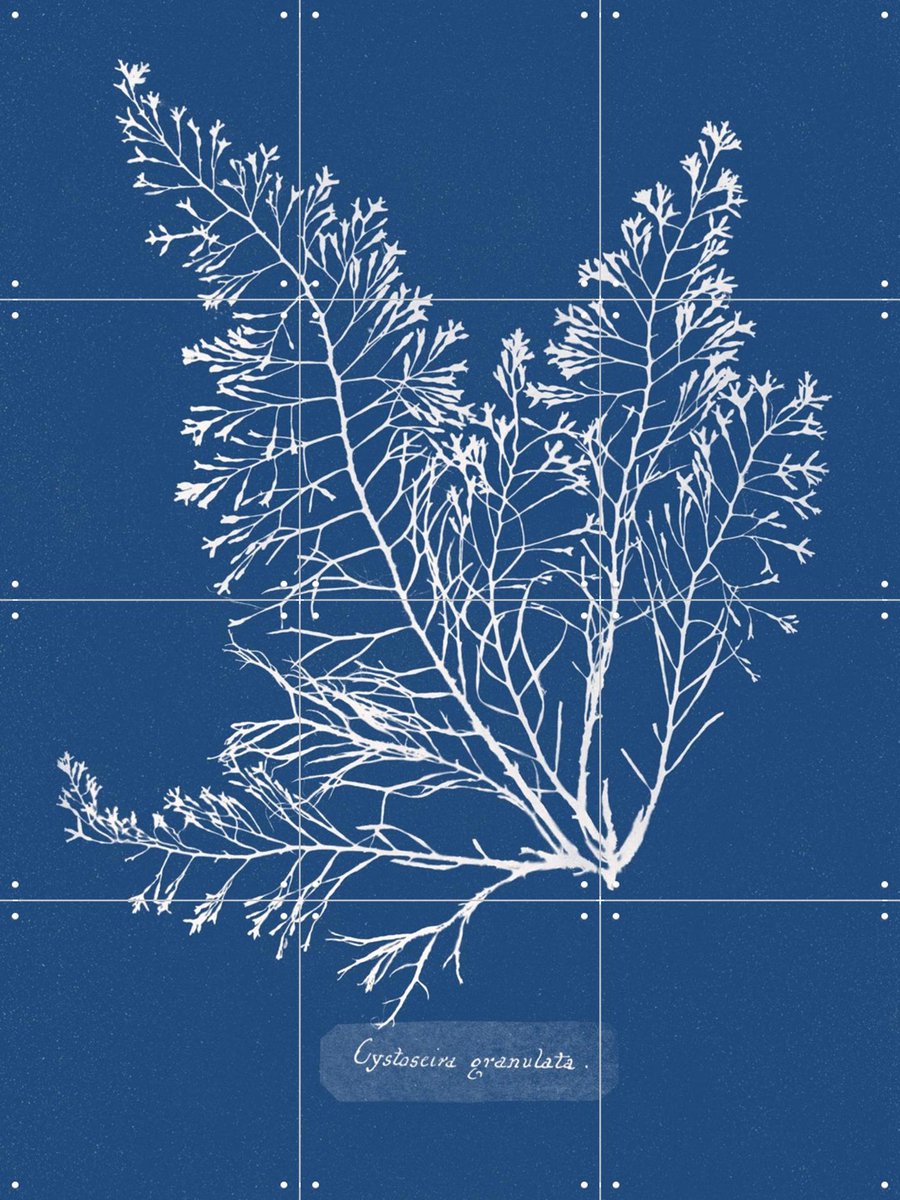 IXXI Cystoseira Granulata Fern, Aster Edition - 60 x 80 cm - Gratis ophangtool - Grote wanddecoratie en posters - Naturalisme, Vintage, Illustraties
