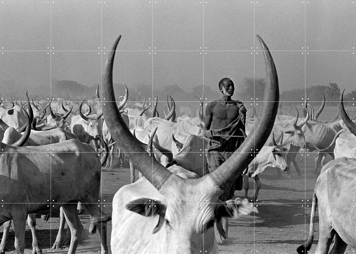 IXXI Dinka Cows with Pastor, Teun Voeten - 140 x 100 cm - Gratis ophangtool - Grote wanddecoratie en posters - Fotografie, Vintage, Gang, Woonkamer