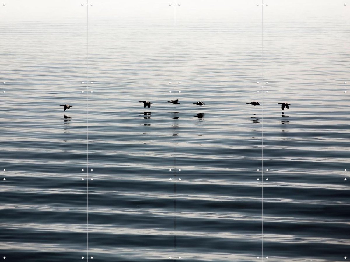 IXXI Waddenislands-Birds Flyover, Claire Droppert - 80 x 60 cm - Gratis ophangtool - Grote wanddecoratie en posters - Naturalisme, Minimalisme