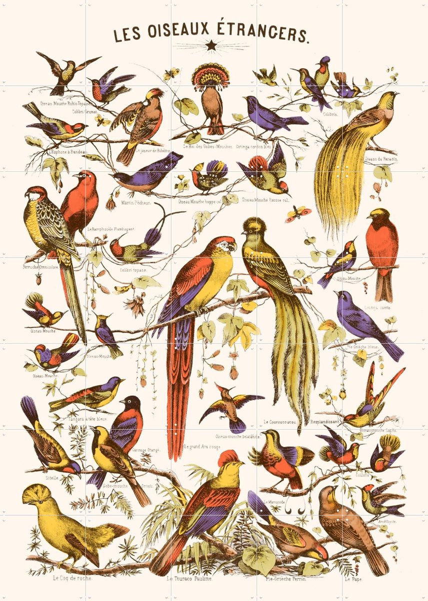 IXXI Les Oiseaux Etrangers, Aster Edition - 100 x 140 cm - Gratis ophangtool - Grote wanddecoratie en posters - Kleurrijk, Illustraties, Vintage