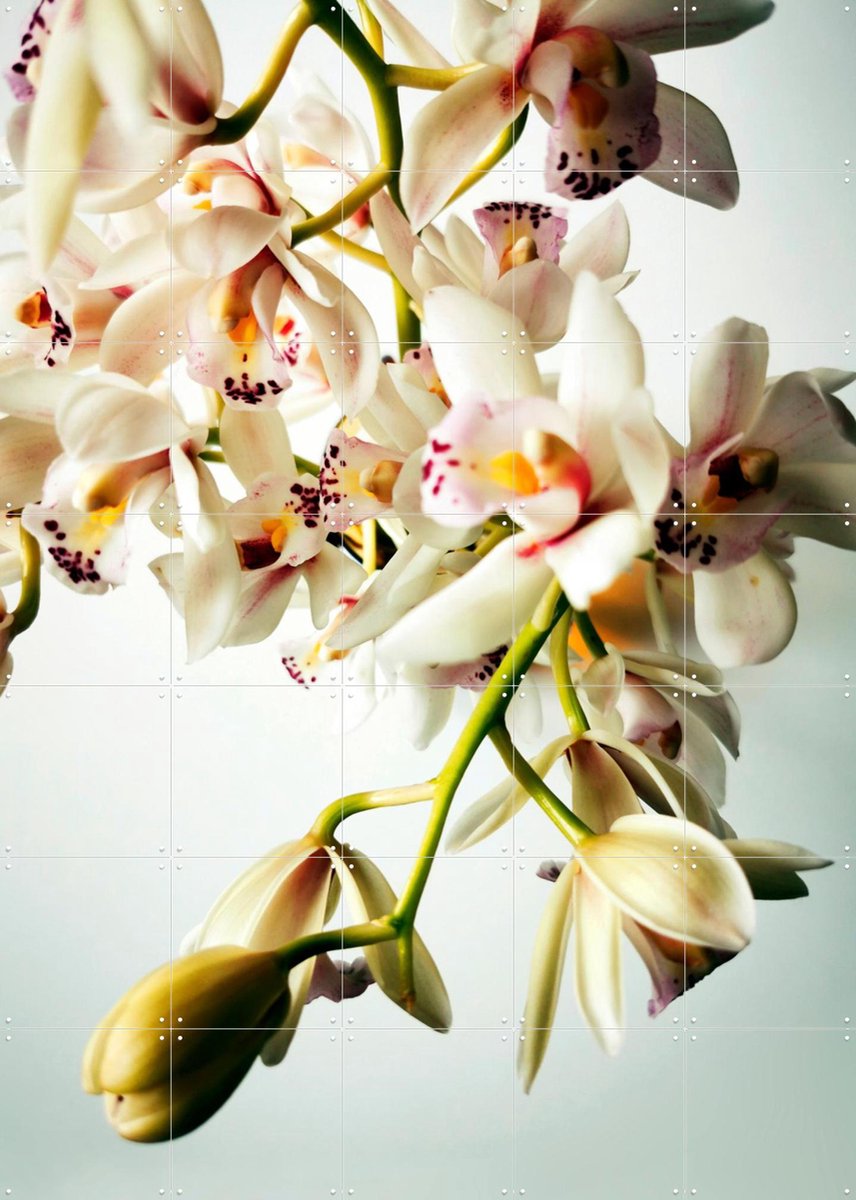 IXXI Tiny Orchids, Angelo Cerantola - 100 x 140 cm - Gratis ophangtool - Grote wanddecoratie en posters - Fotografie, Naturalisme, Woonkamer