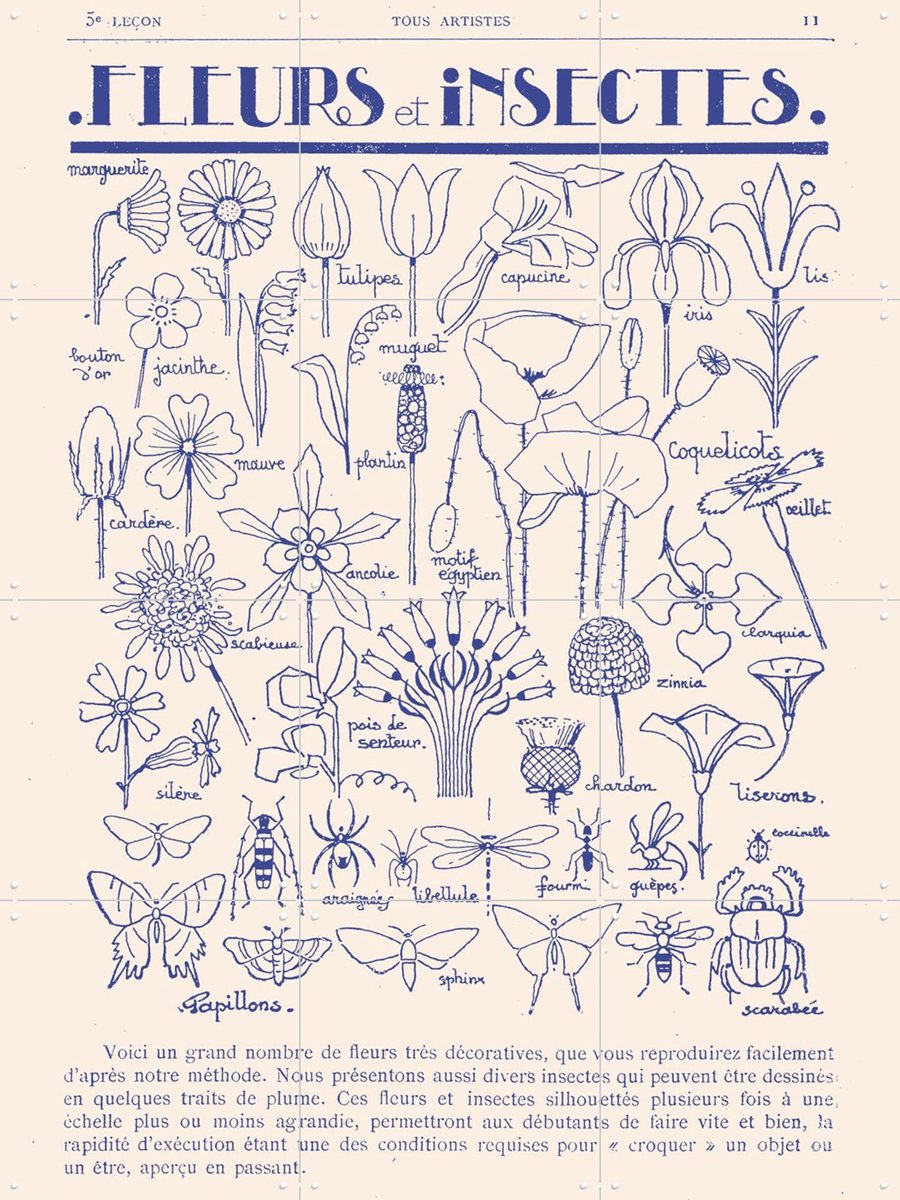 IXXI Fleurs et Insectes, Aster Edition - 60 x 80 cm - Gratis ophangtool - Grote wanddecoratie en posters - Vintage, Illustraties, Line art, Woonkamer