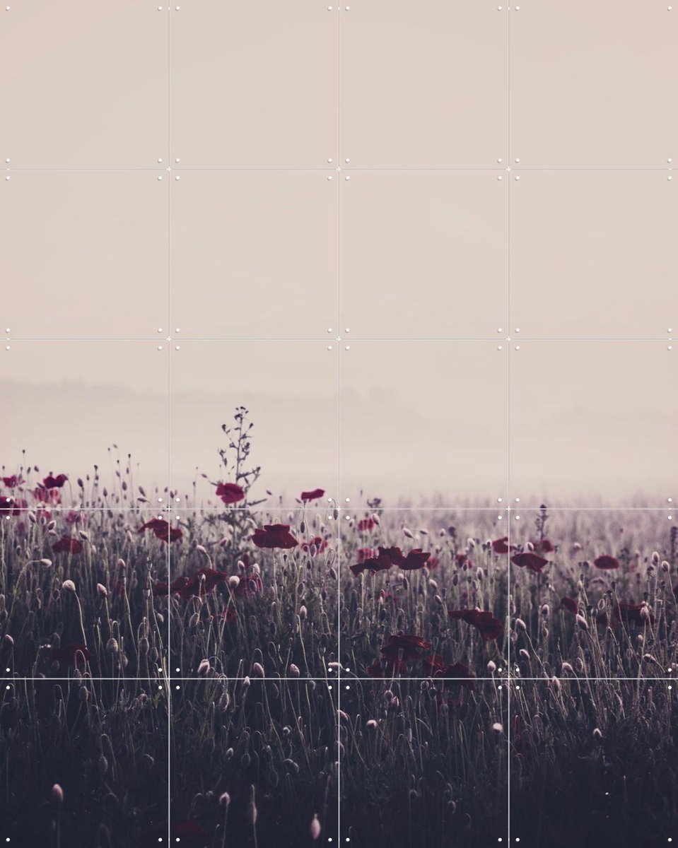 IXXI Poppy Study 03, STUDIO HANNAH LEMHOLT - 80 x 100 cm - Gratis ophangtool - Grote wanddecoratie en posters - Fotografie, Woonkamer, Slaapkamer