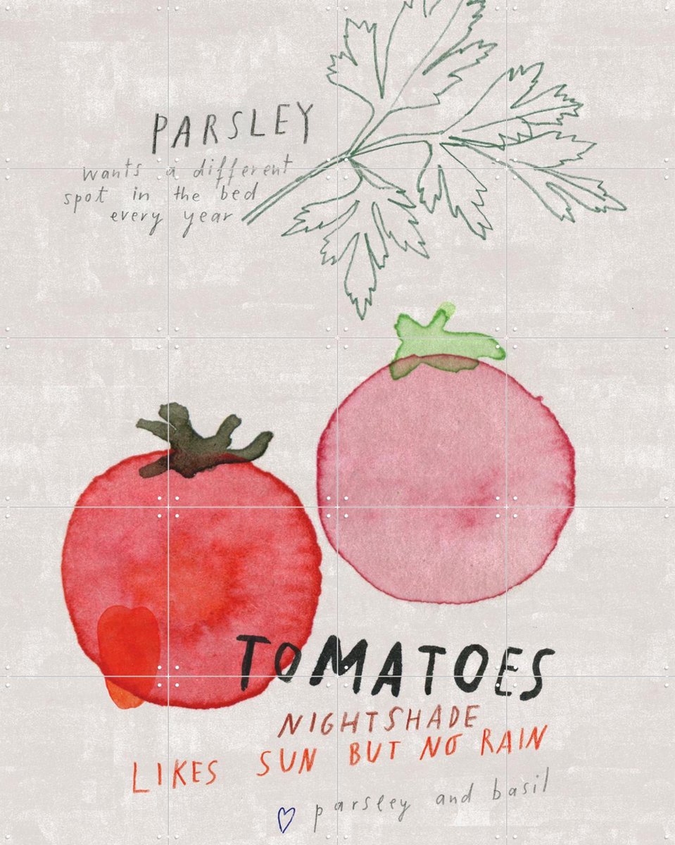 IXXI Tomatoes, Signorinah - 80 x 100 cm - Gratis ophangtool - Grote wanddecoratie en posters - Speels, Illustraties, Aquarel, Keuken, Eetkamer