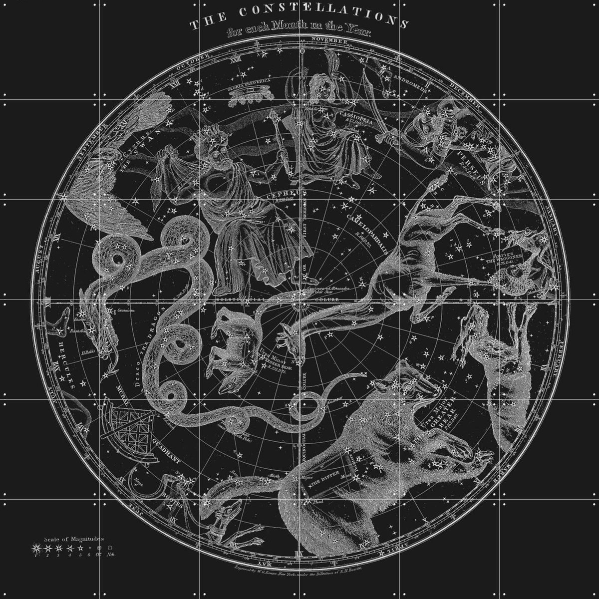 IXXI The Constellations black, Aster Edition - 120 x 120 cm - Gratis ophangtool - Grote wanddecoratie en posters - Vintage, Illustraties, Houtsnede