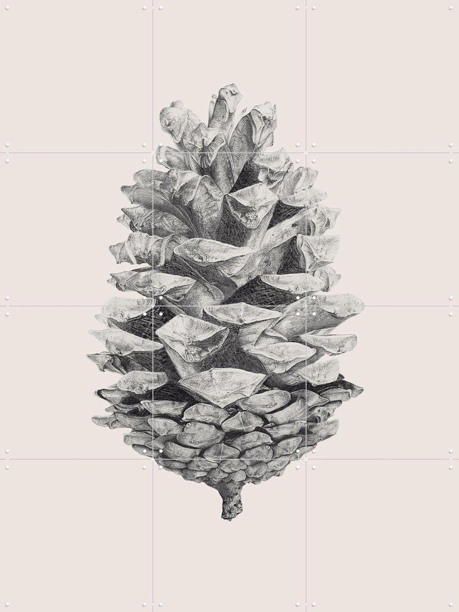 IXXI Pine Cone light, IXXI - 60 x 80 cm - Gratis ophangtool - Grote wanddecoratie en posters - Illustraties, Naturalisme, Technische Tekening