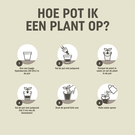 Instructies voor het oppotten van een plant: hydrokorrels, potgrond, plant in water, plant in pot, aandrukken en water geven.