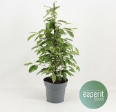 Kamerplant van Botanicly – Rubberboom – Hoogte: 70 cm – Ficus benjamina Golden King