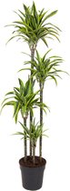 Kamerplant van Botanicly – Drakenboom – Hoogte: 160 cm – Dracaena derem. Lemon Lime