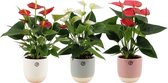 Kamerplanten van Botanicly – 3 × Flamingoplant in twee toon keramiek pot als set – Hoogte: 30 cm – Anthurium andreanum