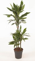 Kamerplant van Botanicly – Drakenboom – Hoogte: 120 cm – Dracaena fragr. Janet Lind