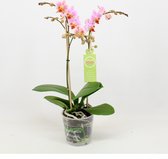 Orchidee van Botanicly – Vlinder orchidee – Hoogte: 45 cm, 2 takken – Phalaenopsis Multiflora Luca