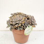 Kamerplant van Botanicly – Vetplanten mix – Hoogte: 20 cm – Succulentus