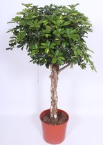 Kamerplant van Botanicly – Vingerboom – Hoogte: 170 cm – Schefflera Arboricola Gold Capella