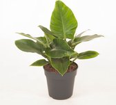 Bloem van Botanicly – Philodendron imperial Green – Hoogte: 60 cm