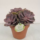 Cactus van Botanicly – Echeveria Perle von Nürnberg – Hoogte: 20 cm