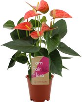 Kamerplant van Botanicly – Flamingoplant – Hoogte: 40 cm – Anthurium Prince of Orange