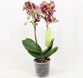 Orchidee van Botanicly – Vlinder orchidee – Hoogte: 45 cm, 1 tak – Phalaenopsis multiflora Streetwise