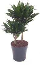 Kamerplant van Botanicly – Drakenboom – Hoogte: 70 cm – Dracaena fragr. Compacta