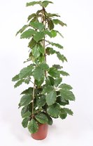 Kamerplant van Botanicly – Tetrastigma voinierianum – Hoogte: 155 cm