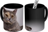 Magische Mok - Foto op Warmte Mokken - Koffiemok - Britse korthaar omringt door parels - Magic Mok - Beker - 350 ML - Theemok