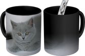 Magische Mok - Foto op Warmte Mokken - Koffiemok - Weergave van een mooie Britse korthaar kitten - Magic Mok - Beker - 350 ML - Theemok