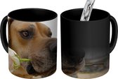 Magische Mok - Foto op Warmte Mok - Hond - Rozen - Roze - 350 ML