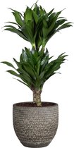 Dracaena fragans compacta in Mica sierpot Carrie (donkergrijs) ↨ 60cm - planten - binnenplanten - buitenplanten - tuinplanten - potplanten - hangplanten - plantenbak - bomen - plantenspuit