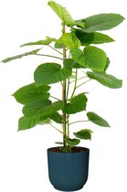 Ficus Umbellata in ELHO Vibes (blauw) – ↨ 95cm – ⌀ 22cm