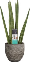 FloraExpert - Sansevieria - 70 Cm - Ø 18