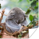 Poster Koala - Takken - Bladeren - Kinderen - Jongens - Meisjes - 75x75 cm