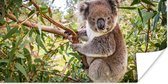 Poster Koala - Bladeren - Takken - Kinderen - Jongens - Meiden - 120x60 cm
