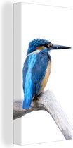 Tableau Tableau Martin-pêcheur - Branche - Bec - 40x80 cm - Décoration murale