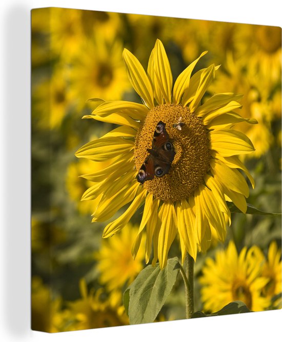 Canvas Schilderij Dagpauwoog vlinder op een zonnebloem - Wanddecoratie