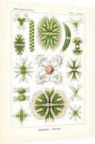 Staurastrum -  Desmidiea (Kunstformen der Natur), Ernst Haeckel - Foto op Dibond - 60 x 80 cm