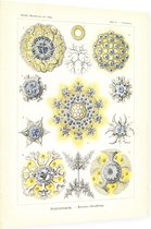 Collosphaera - Polycyttaria (Kunstformen der Natur), Ernst Haeckel - Foto op Dibond - 60 x 80 cm