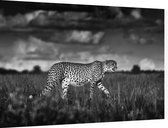 Jagende Cheetah - Foto op Dibond - 90 x 60 cm