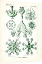Lucernaria - Stauromedusae (Kunstformen der Natur), Ernst Haeckel - Foto op Dibond - 30 x 40 cm