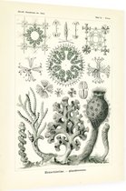 Farrea - Hexactinellae (Kunstformen der Natur), Ernst Haeckel - Foto op Dibond - 60 x 80 cm