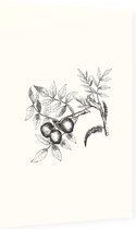 Walnoot zwart-wit (walnut) - Foto op Dibond - 60 x 90 cm