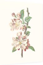 Clematis Armandii (Apple Blossom) - Foto op Dibond - 30 x 40 cm