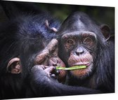 Chimpansee schattig koppel - Foto op Dibond - 80 x 60 cm