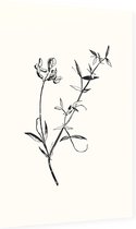 Veldlathyrus zwart-wit (Meadow Vetchling) - Foto op Dibond - 60 x 90 cm