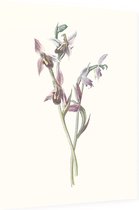 Bijenorchis (Bee Orchis) - Foto op Dibond - 30 x 40 cm