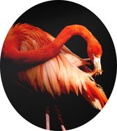 Flamingo op zwarte achtergrond - Foto op Dibond - ⌀ 60 cm