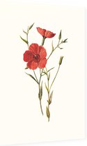 Linum Grandiflorum (Crimson Flax White) - Foto op Dibond - 60 x 90 cm