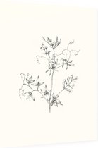 Rankende Helmbloem zwart-wit Schets (Climbing Corydalis) - Foto op Dibond - 60 x 80 cm