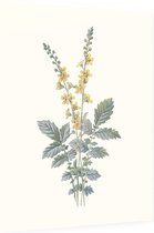 Agrimonie (Agrimony) - Foto op Dibond - 60 x 80 cm