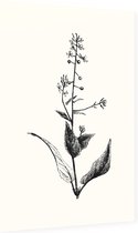 Groot Heksenkruid zwart-wit (Enchanters Nightshade) - Foto op Dibond - 40 x 60 cm